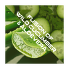 Spring Time Shower gel Spring Time Shower Gel - Fusion of Wild Cucumber & Aloevera